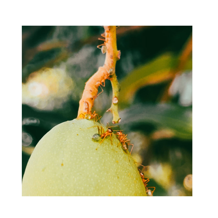 ALTD X KAKADU | Kaboh (Gren Ant) G&T | Limited Edition | 250mL