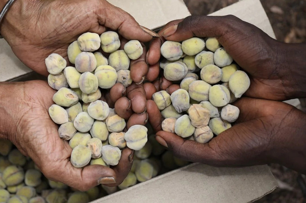ALTD SPIRITS X KAKADU KITCHEN produce first-ever Kakadu (an-marabula)